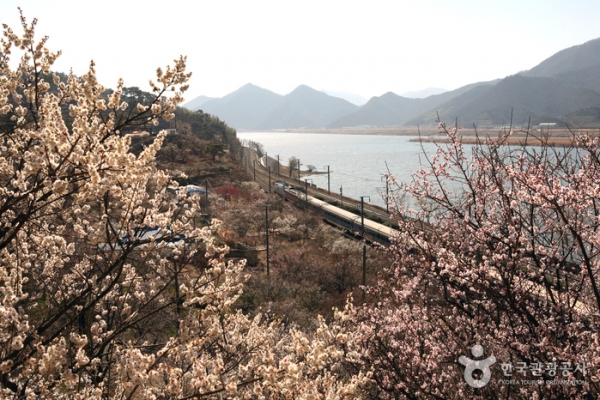 양산 순매원 ⓒ대한민국구석구석.한국관광공사