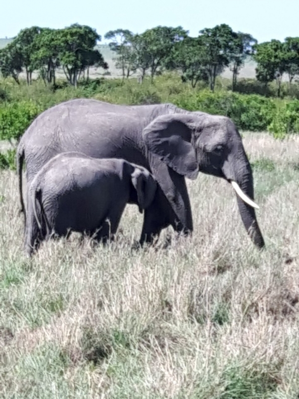 케냐 초원에서 만난 코끼리 가족. 케냐 정부는 비닐을 삼킨 동물들이 갑자기 죽자, 2017년 비닐봉지 사용을 전면금지 시켰다. @최형미