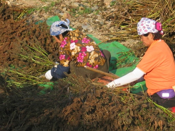 농사 일을 짓고 있는 여성농민들 / 전국여성농민회총연합 ⓒ전국여성농민회총연합