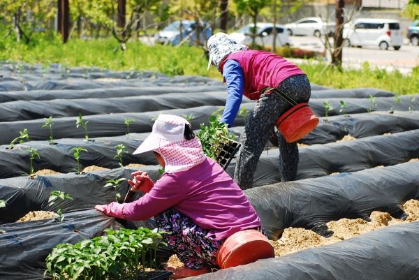 농사 일을 짓고 있는 여성농민들 / 전국여성농민회총연합 ⓒ전국여성농민회총연합