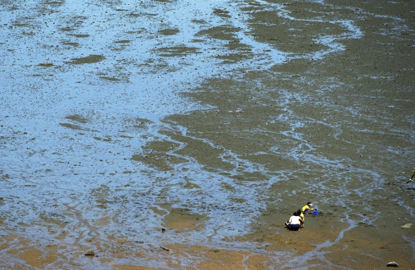 물이 빠진 무의도 갯벌에서 조개를 캐고 있는 가족. 사진_조현주