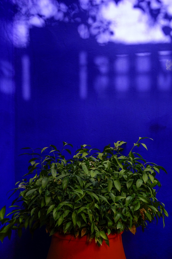 빛 그림자가 드리워진 '마조렐 블루' 담벼락에 빨간 화분과 초록잎이 어울려 상큼하다. 사진_조현주