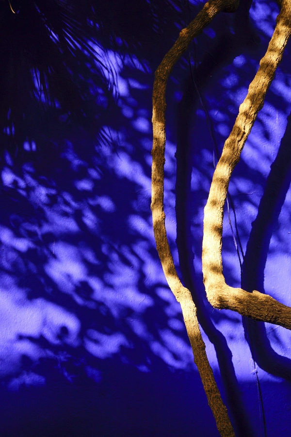 '마조렐 블루' 담벼락에 나뭇잎 그림자와 나뭇가지가 현란하다.   사진_조현주