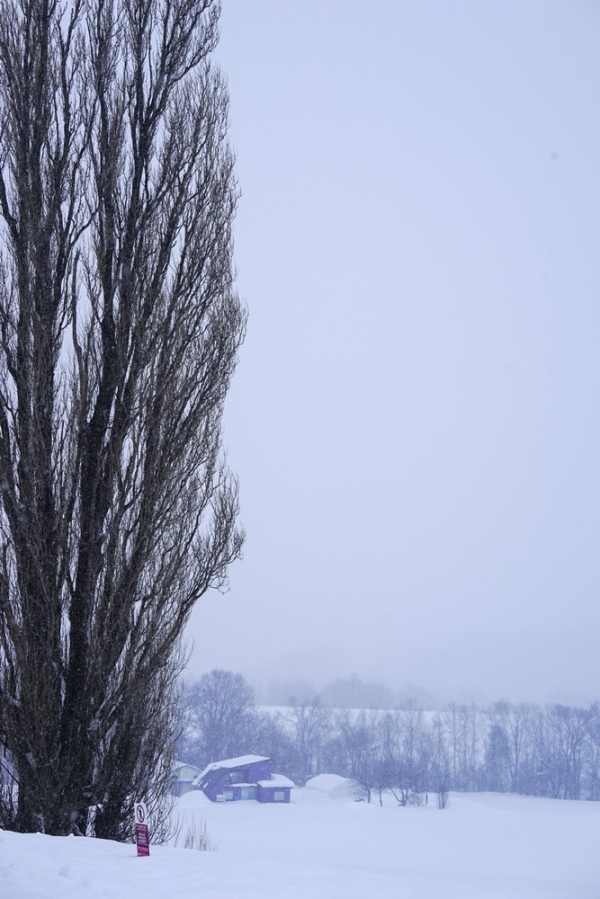 혹독한 겨울 추위와 눈 속에서도 나무가 풍성하고 곧다 (일본 비에이)  사진_조현주