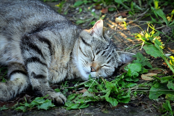 풀밭에서 잠에 취한 고양이. ©needpix