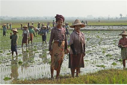 네피도 교외의 논에서 모내기하는 여성 농민들. 이들의 하루 임금은 3달러이다. ©조용경
