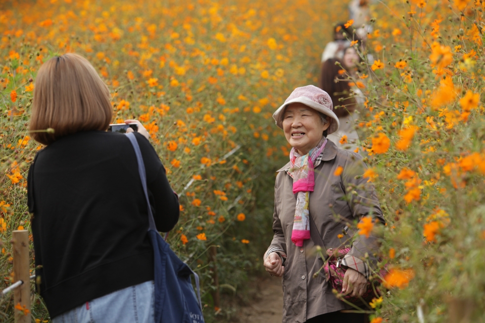 13일 오후 서울 송파구 올림픽공원 들꽃마루에서 시민들은 코스모스 꽃길에서 다정하게 사진을 찍고 있다. ⓒ홍수형 기자