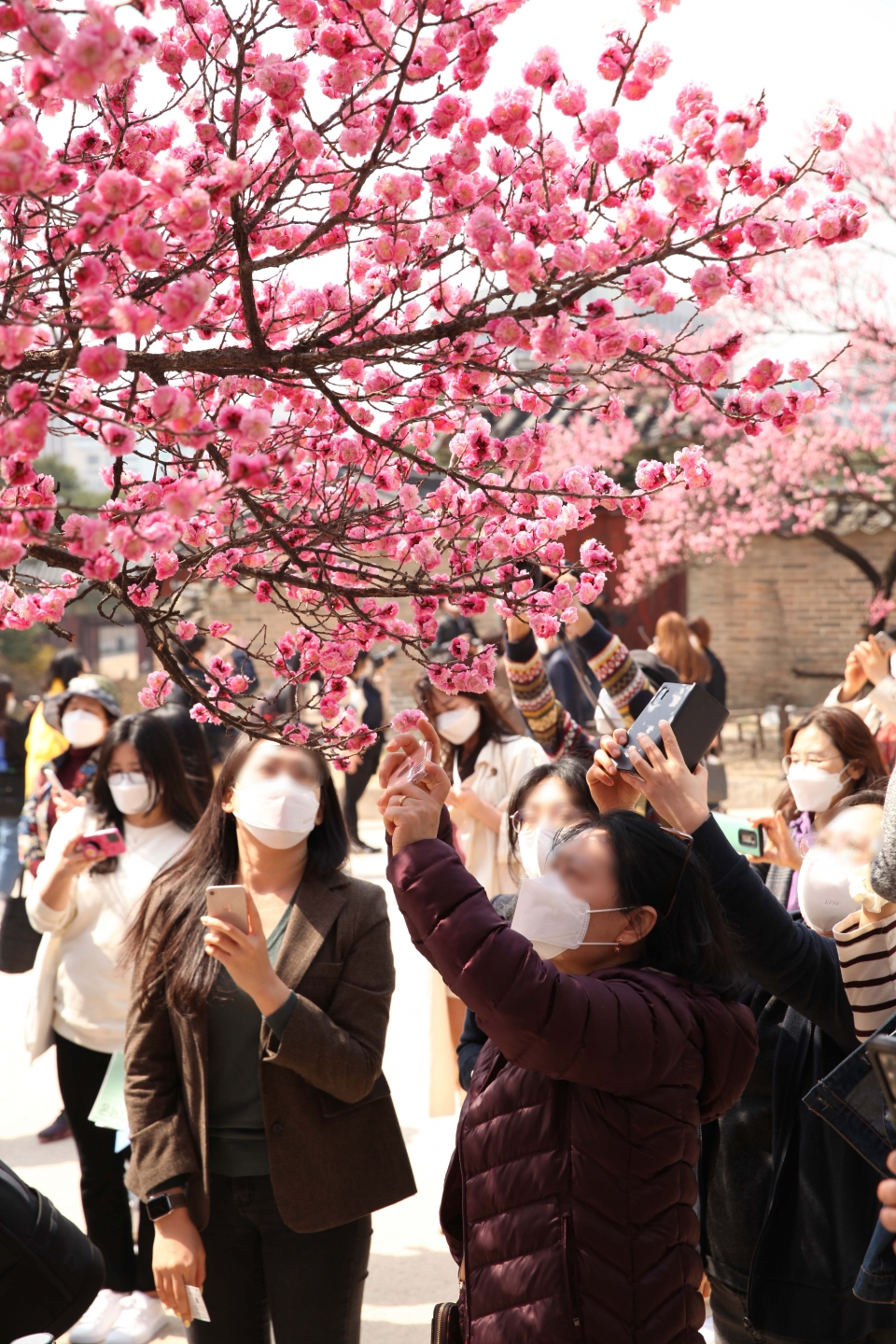 23일 서울 종로구 창덕궁에서 시민들은 활짝핀 홍매화를 보며 사진 촬영을 하고 있다. ⓒ홍수형 기자