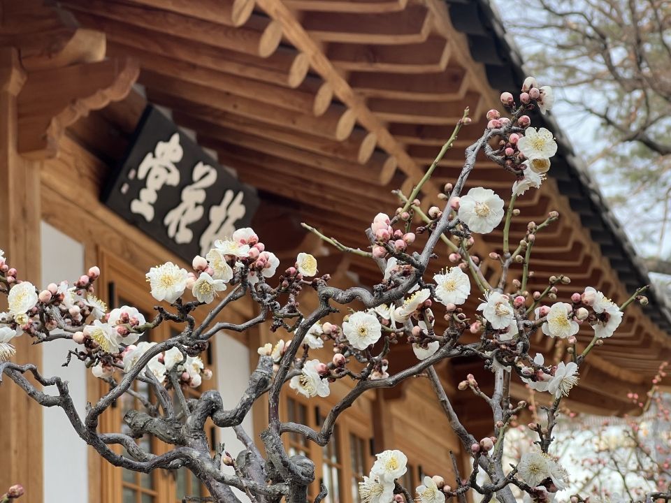 따듯한 봄날씨를 보인 15일 서울 강남구 봉은사에 매화꽃이 활짝 피어 있다. ⓒ홍수형 기자