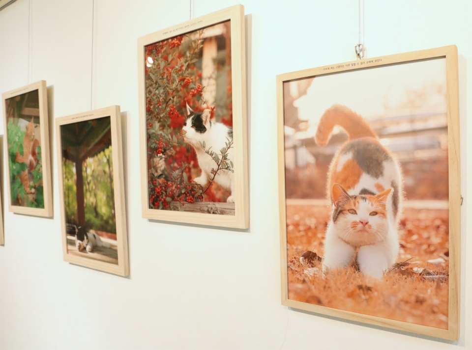 4일 서울 마포구 킁킁도서관에서 진소라 고양이 사진작가가 첫 책 '숨은 냥이 찾기' 출간 기념 전시회를 열었다. ⓒ홍수형 기자