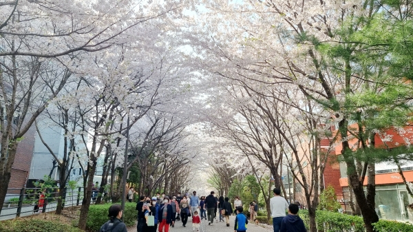 전국 곳곳에 벚꽃이 만개한 10일, 서울 마포구 경의선숲길에서 시민들이 봄나들이를 즐기고 있다.  ⓒ박성희 기자