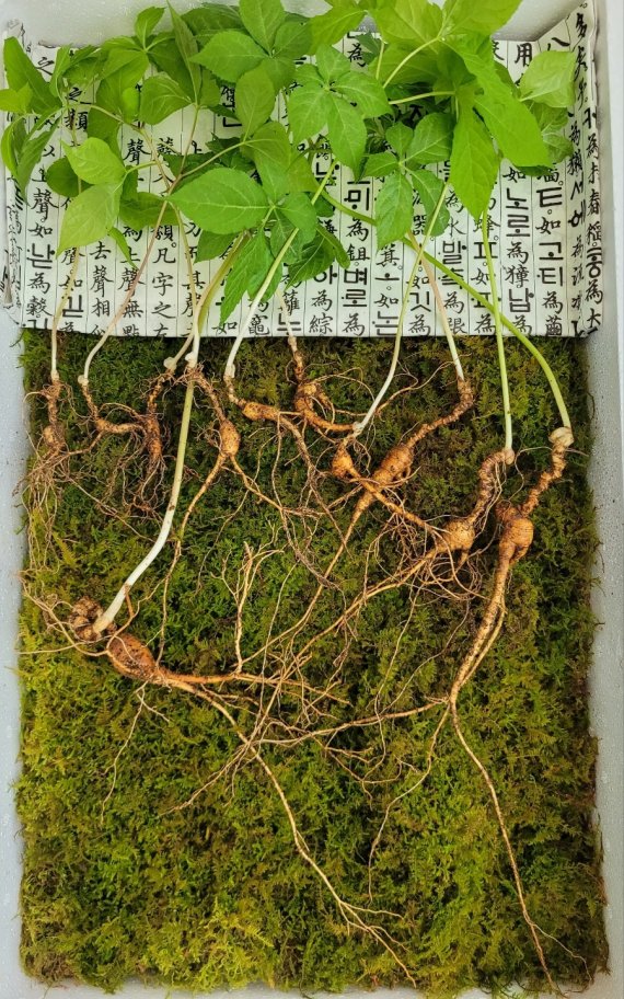 지난 6일 약초를 채집하는 박모씨(51)가 발견해 한국전통심마니협회에 가격 감정을 의뢰한 천종산삼 18뿌리.(한국전통심마니협회 제공)