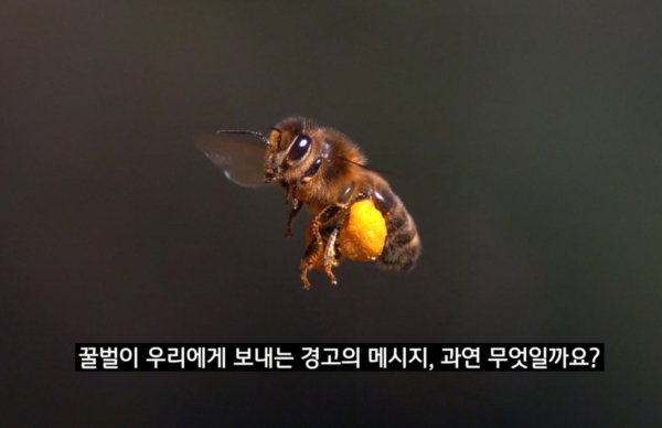 배우 김효진과 서경덕 성신여대 교수가 ‘꿀벌의 경고’를 유튜브에 공개했다고 3일 밝혔다. ⓒ'꿀벌의 경고' 영상 갈무리