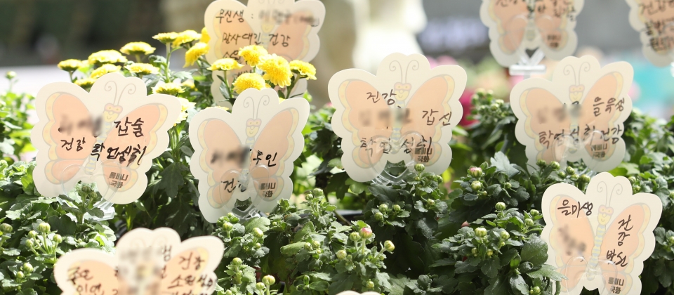 대학수학능력시험(수능)을 앞둔 27일 서울 종로구 조계사에 시민들이 적은 수능 응원 소원지가 국화꽃 화분에 꽃고 있다. ⓒ홍수형 기자
