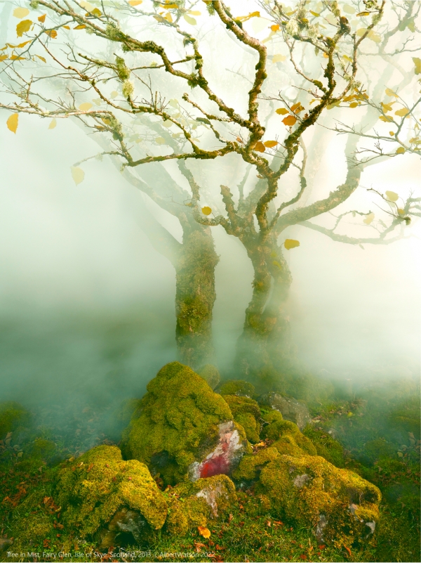 알버트 왓슨, 나무, 스카이섬 페어리 글렌, 2013 (Tree, Fairy Glen, Skye, 2013) ⓒ화목커뮤니케이션즈 제공