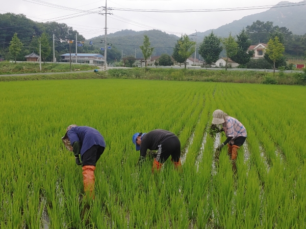 경북 상주 청년이그린협동조합에서 쌀농사를 짓고 있는 모습. ⓒ청년이그린협동조합