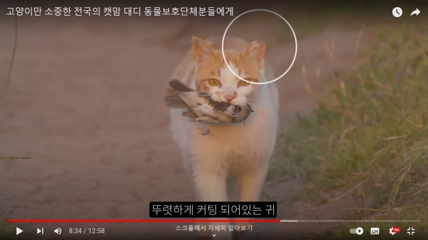지난 28일 유튜버 ‘새덕후’가 올린 '고양이만 소중한 전국의 캣맘 대디 동물보호단체분들에게' 영상의 한 장면이다. 중성화가 되었음에도 사냥을 지속한다는 점을 언급하고 있다. ⓒ유튜브 영상 캡처