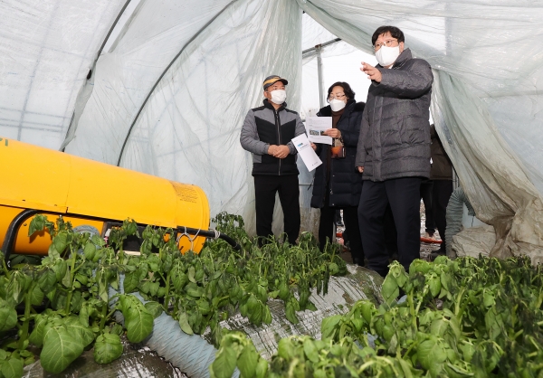 조재호 농촌진흥청장이 26일 전북 부안군 시설감자 재배농가에서 한파 피해 상황을 살펴보고 있다. ⓒ농촌진흥청