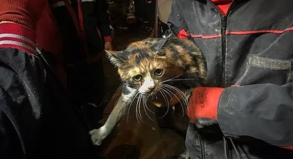 하이탑(HAYTAP) 활동가가 고양이를 구조하고 있다. ⓒ동물권행동 카라 제공