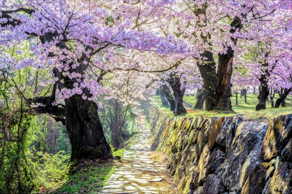 경상남도가 봄을 맞이해 봄꽃 내음을 마음껏 즐길 수 있는 매력적인 봄 여행지 15곳을 소개했다. ⓒ경상남도