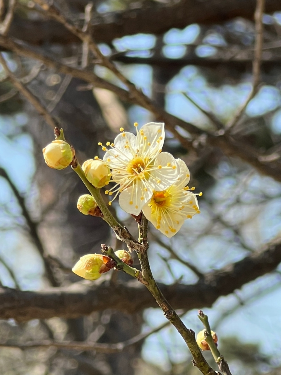 8일 서울 종로구 경복궁 내에 매화나무에 꽃이 피었다. ⓒ홍수형 기자