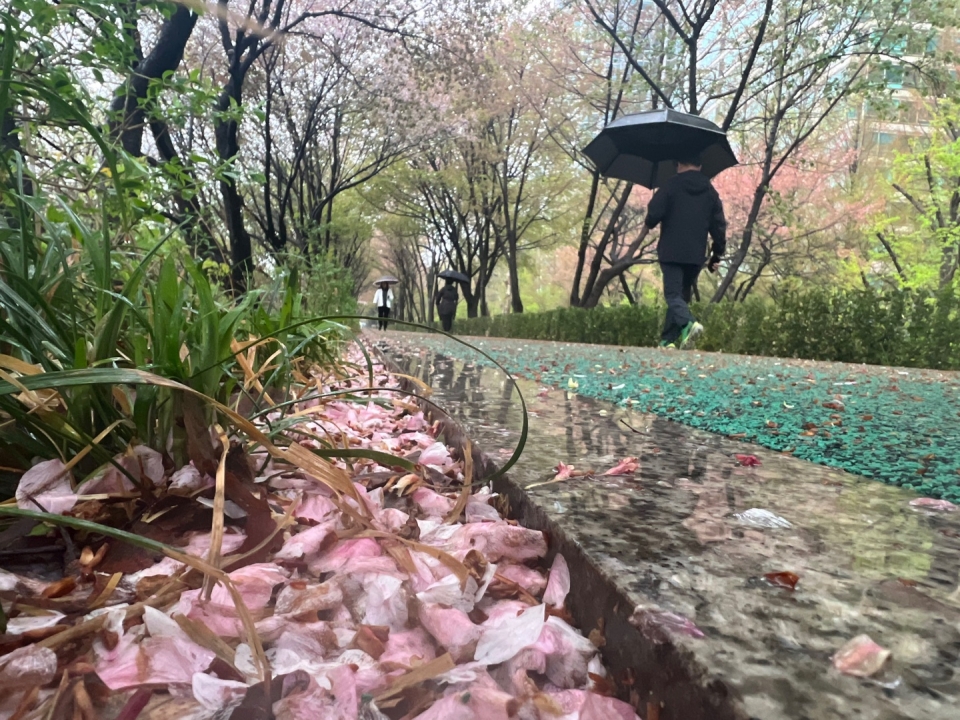 전국 곳곳에 봄비가 내린 5일 서울 강남구 양재천 산책길에 벚꽃 꽃잎이 모두 떨어져 있다. ⓒ홍수형 기자