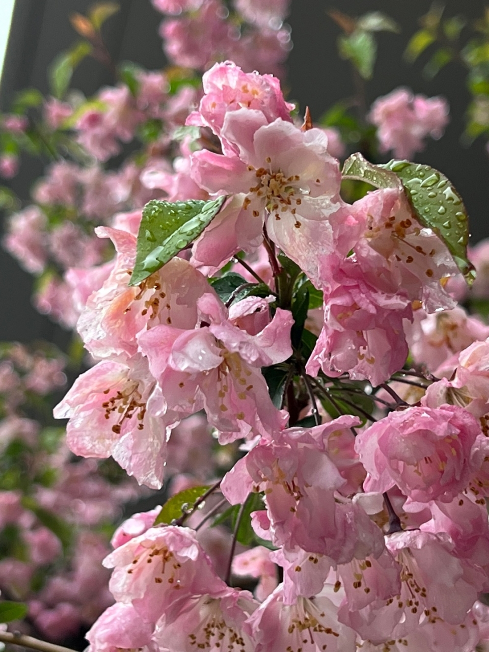 봄비가 촉촉히 내린 11일 서울 강남구에 위치한 한 겹벚꽃나무가 봄비에 흠뻑 젖어 있다. ⓒ홍수형 기자