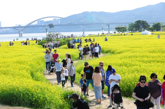 구리한강시민공원에서 유채꽃 향연을 만끽하는 시민들 ⓒ구리시