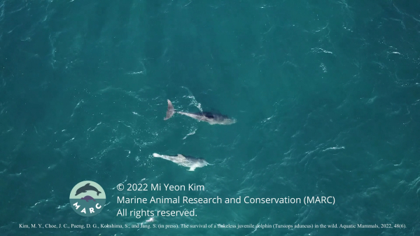MARC 김미연 연구원이 꼬리 없는 돌고래 '오래'를 포착해 남긴 영상의 한 장면. ⓒMARC 홈페이지 캡처