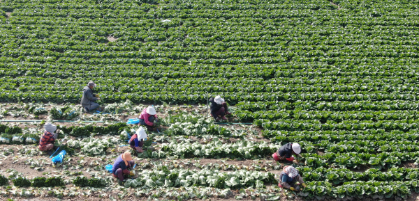 경남 거창군 고제면 지경마을 해발 800m가 넘는 고랭지에서 농민들이 가을 김장배추를 수확하고 있다. (사진=거창군 제공)