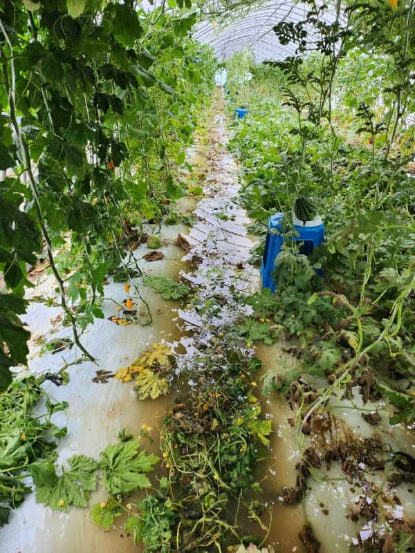 올여름 수해 피해를 입은 전북 익산시 한 농가의 모습. (사진=전국여성농민회총연합 제공)