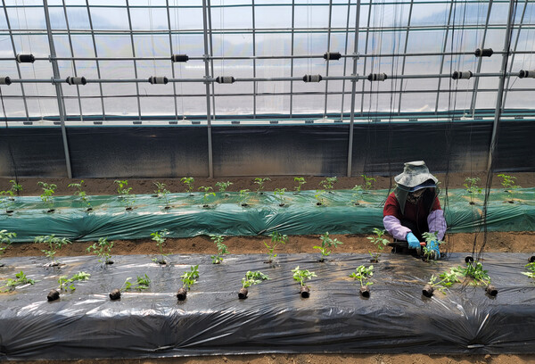 강원 철원군 근남면의 토마토 재배 농가에서 한 외국인 노동자들이 모종을 심고 있다. ⓒ연합뉴스