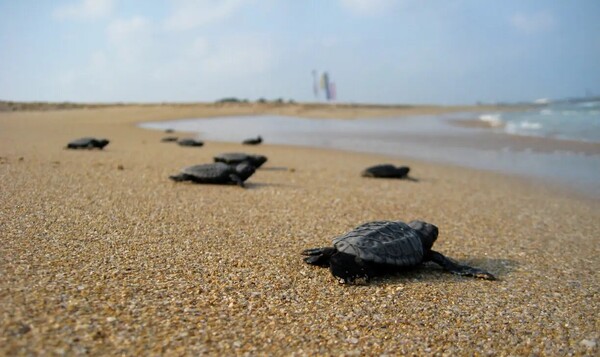 이스라엘 인근 해변에서 부화한 바다거북이. 생물다양성 분야 역시 연구에 젠더 관점이 절실하게 요구된다. 일례로 거북이알의 99%가 암컷이 된 사례가 보고된 적 있다. ⓒanimalia, ccl