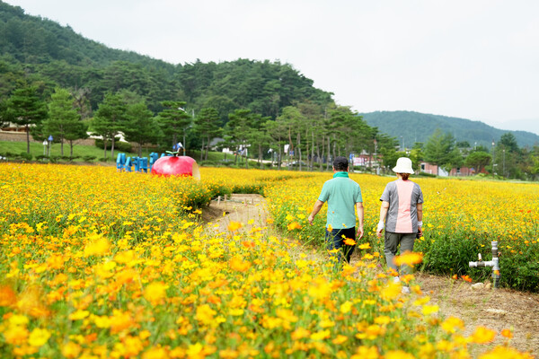 경북 청송군(군수 윤경희)는 주왕산면 하의리 730번지 일대의 ‘주왕산 관광단지’에 황화코스모스가 활짝 피기 시작했다고 밝혔다. ⓒ청송군