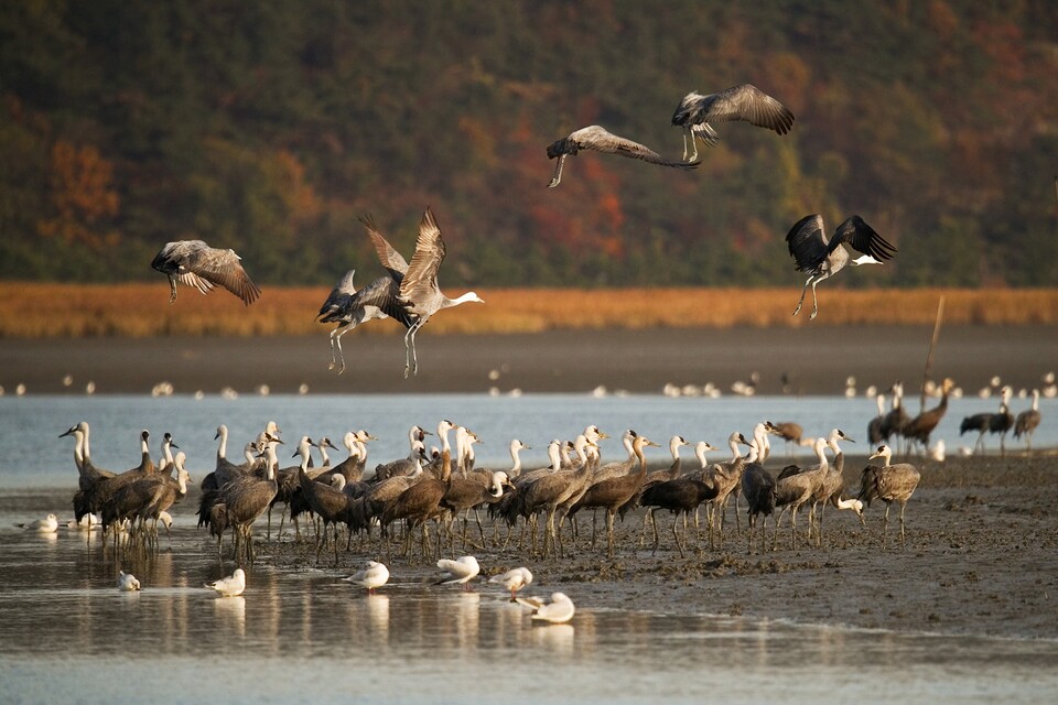 국제두루미재단 이사회 임원들이 오는 26일 전남 순천만을 방문해 흑두루미 서식지 보전 사례를 견학한다. 순천만에 월동 중인 흑두루미떼. ⓒ순천시