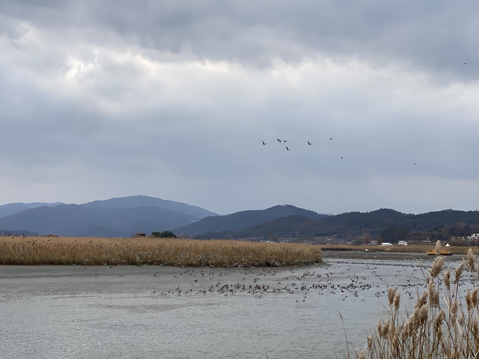 순천만에는 겨울이면 흑두루미를 비롯해 큰고니, 가창오리떼 등 100여 종의 철새가 찾고 있다. ⓒ장봉현 기자