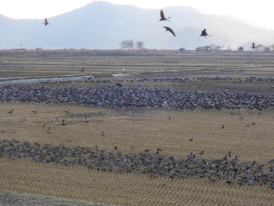 순천만을 찾은 흑두루미. 20m 앞에서 직접 탐조할 수 있다. ⓒ순천시