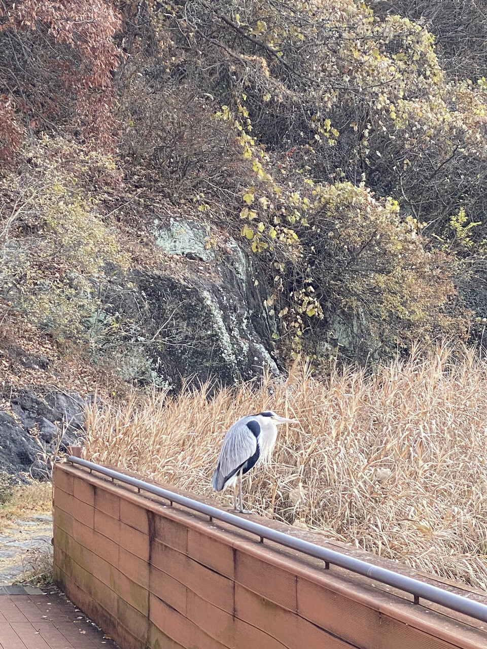 순천만에서 먹이 활동을 하는 철새. 사람이 가까이 다가가도 날아가지 않고 있다. ⓒ장봉현 기자