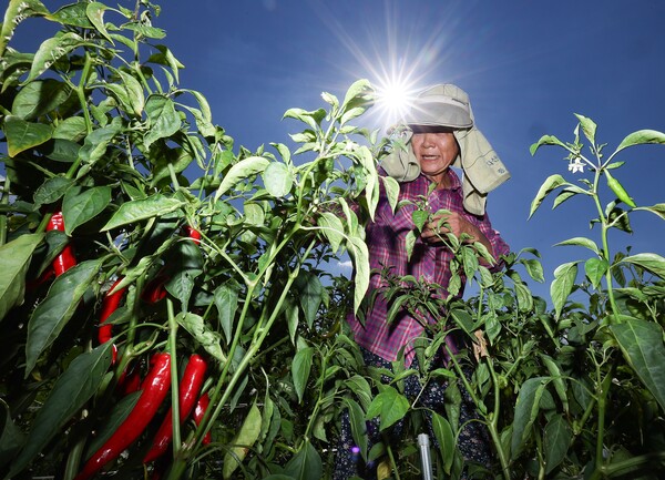 지난해 8월 1일 전국 대부분 지역에 폭염 특보가 이어진 가운데 경북 고령군 다산면 한 농경지에서 여성 농민이 뙤약볕 아래 고추 수확을 하고 있다. ⓒ연합뉴스