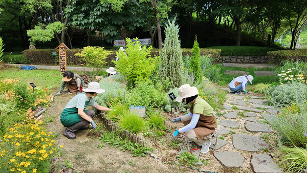 양천구 정원 자원봉사자 ‘정원친구’들이 가드닝활동을 하는 모습 ⓒ양천구