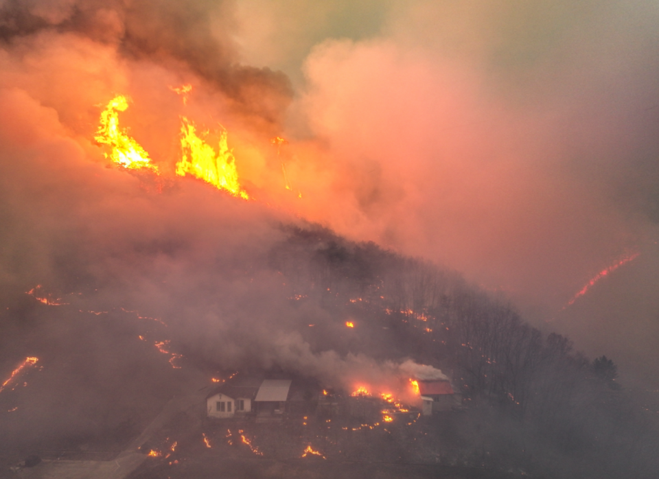 경북 의성군 대형 산불 발생 사흘째인 24일 의성군 옥산면 전흥리에서 강풍을 타고 번진 산불이 민가를 덮치고 있다 ⓒ연합뉴스