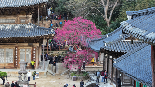 화엄사는 사단법인 한국불교학회장과공동으로 오는 25일 오후 1시 화엄사 불교역사문화기념관 국제회의장에서 학술대회를 개최한다. 화엄사 각황전 홍매화 모습. 