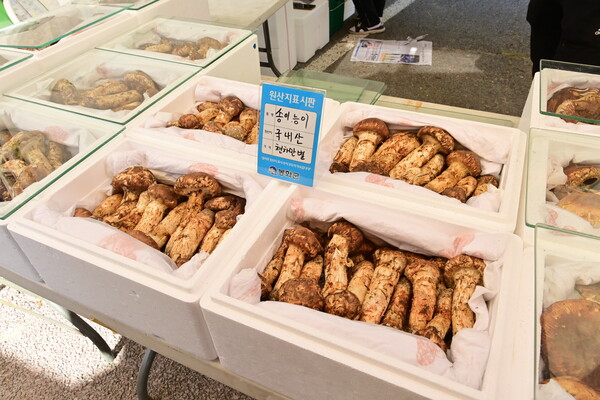 봉화군의 지역 대표 특산물인 송이 판매장 ⓒ봉화군