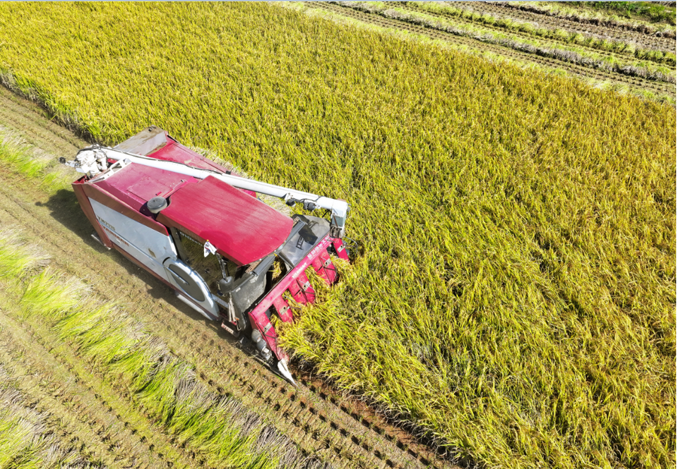 29일 전남 해남군 산이면에서 한 농부가 콤바인을 이용해 벼를 수확하고 있다. ⓒ연합뉴스