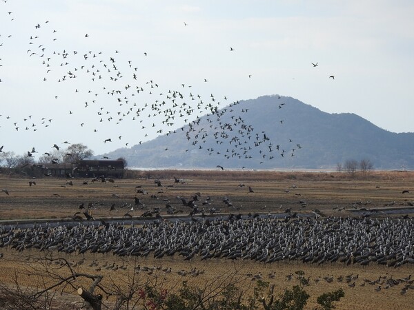 순천만 흑두루미에 대한 연구가 국내 최초로 국제 전문학술지(SCIE)에 등재됐다. 흑두리미에 관한 연구가 지난 12일 국제학술지 PLOS ONE에 게재됐다. 순천만 흑두루미 월동모습. ⓒ순천시