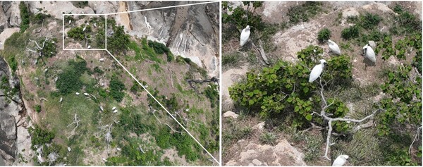 흑두루미 도래지인 전남 순천만에 국제적 멸종위기종(IUCN 적색목록 VU)인 저어새가 번식하고 있는 것이 처음으로 확인됐다. 순천만 별량면 일원 무인도서에서 관찰된 저어새 번식지 ⓒ순천시