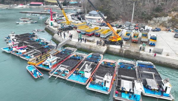 수산 1번지인 전남 완도에는 물김 채취가 한창이다. 지난 3일 군외면 당인리에서 첫 위판이 이뤄진 가운데 4949마대, 약 594t의 물김이 거래됐다. ⓒ완도군