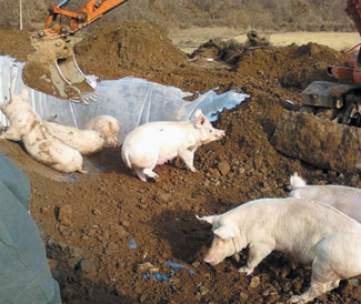 돼지 생매장은 인도적 살처분 규정을 위반했을 뿐만 아니라 동물의 발버둥으로 매몰지 비닐이 찢어져 침출수 유출 확률을 높인다. (출처 해병대 조리전우회)sumatriptan patch http://sumatriptannow.com/patch sumatriptan patch