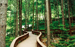 자연휴양림에서는 산책로, 등산로, 잔디광장 등을 이용할 수 있다. ⓒ사진= 국립자연휴양림관리소