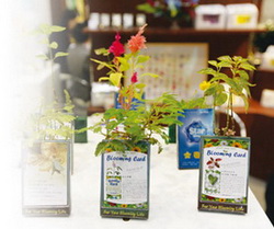 식물이 자라는 탁상용 카드 ‘블루밍 카드’sumatriptan 100 mg sumatriptan 100 mg sumatriptan 100 mg